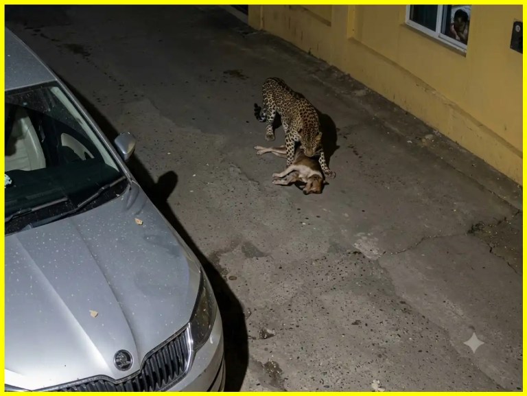 Leopard Spotted in Udaipur
