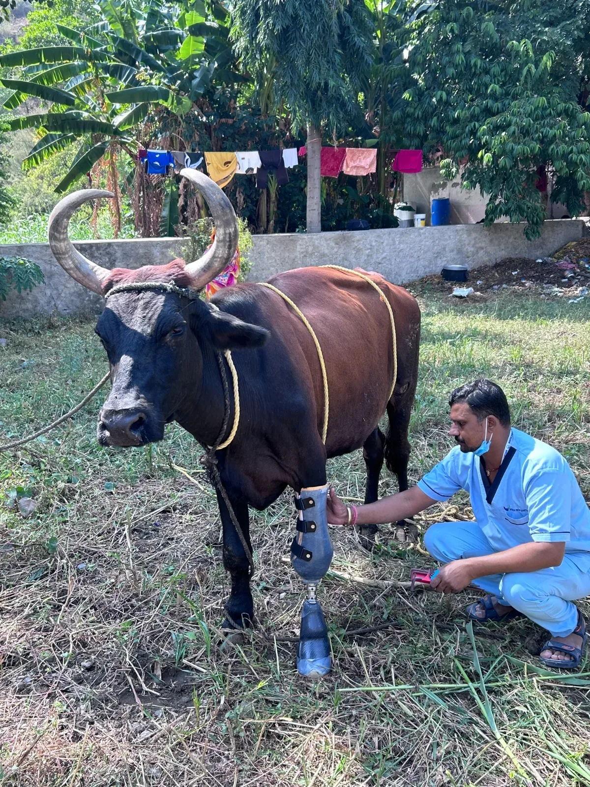 Narayan Seva Sansthan Fits Artificial Limb to Injured Cow in Rajasthan