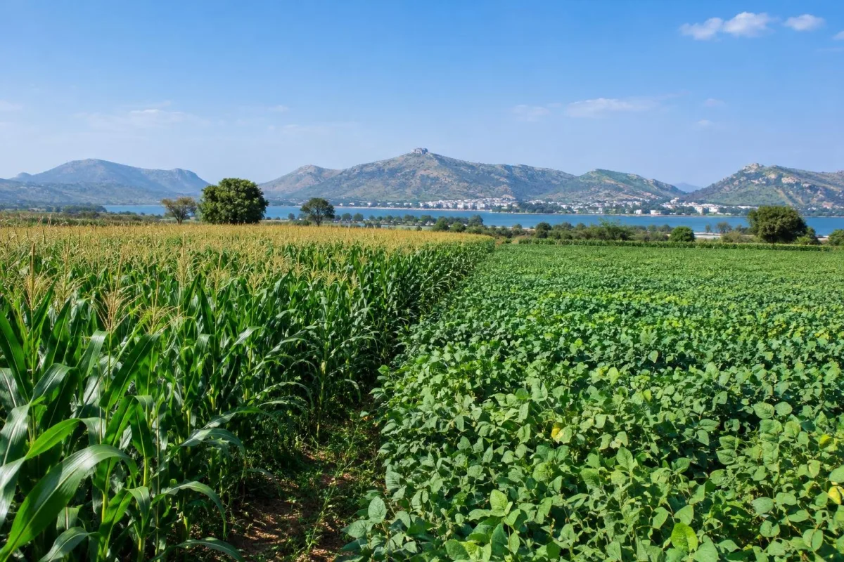 Farmers in Udaipur Struggle with Crop Survey Discrepancies