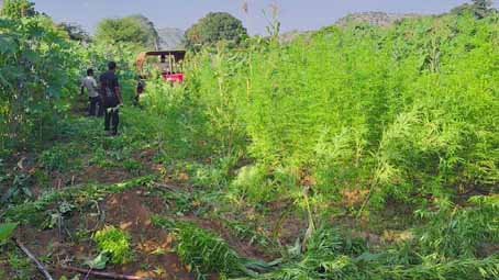 Major Cannabis Cultivation Destroyed in Udaipur