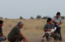 Major Success in Great Indian Bustard Conservation