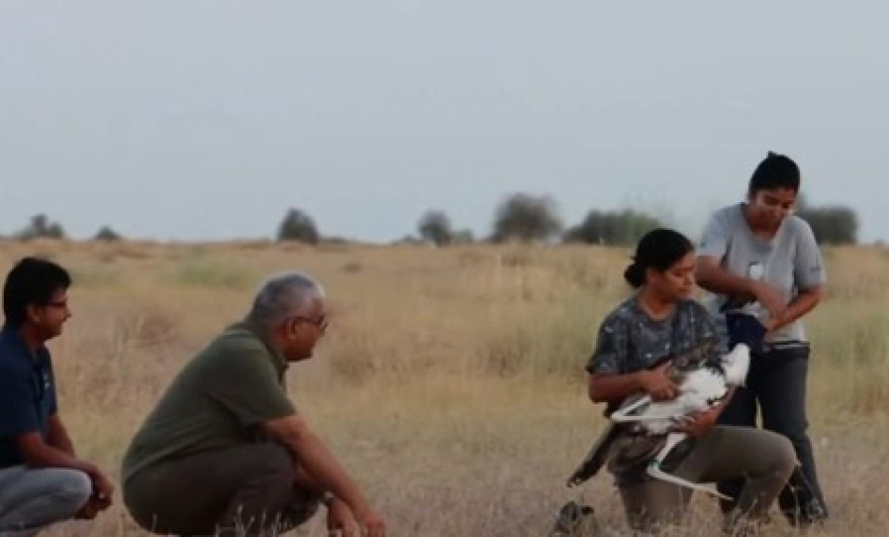 Major Success in Great Indian Bustard Conservation